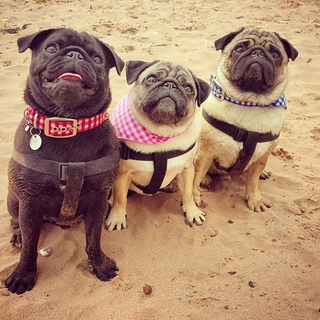 Instagram via @pugs_pugs_pugs